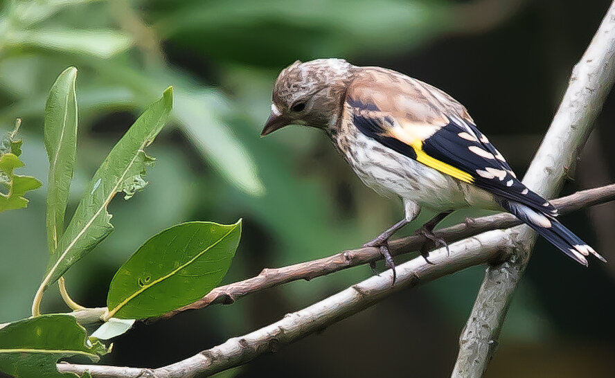 Птенец щегла. - Владимир Безбородов