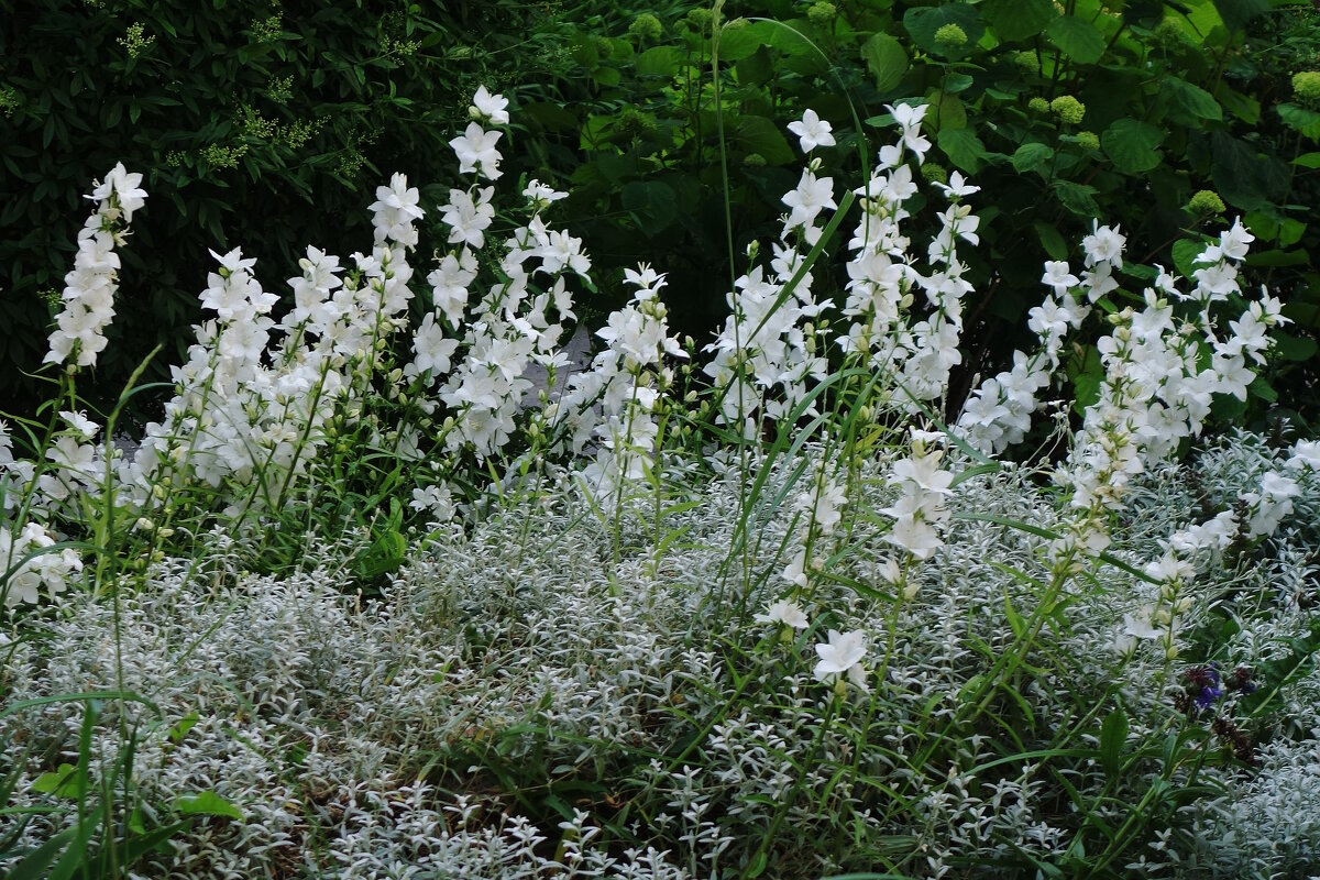 Дельфиниум белый - Рита Симонова
