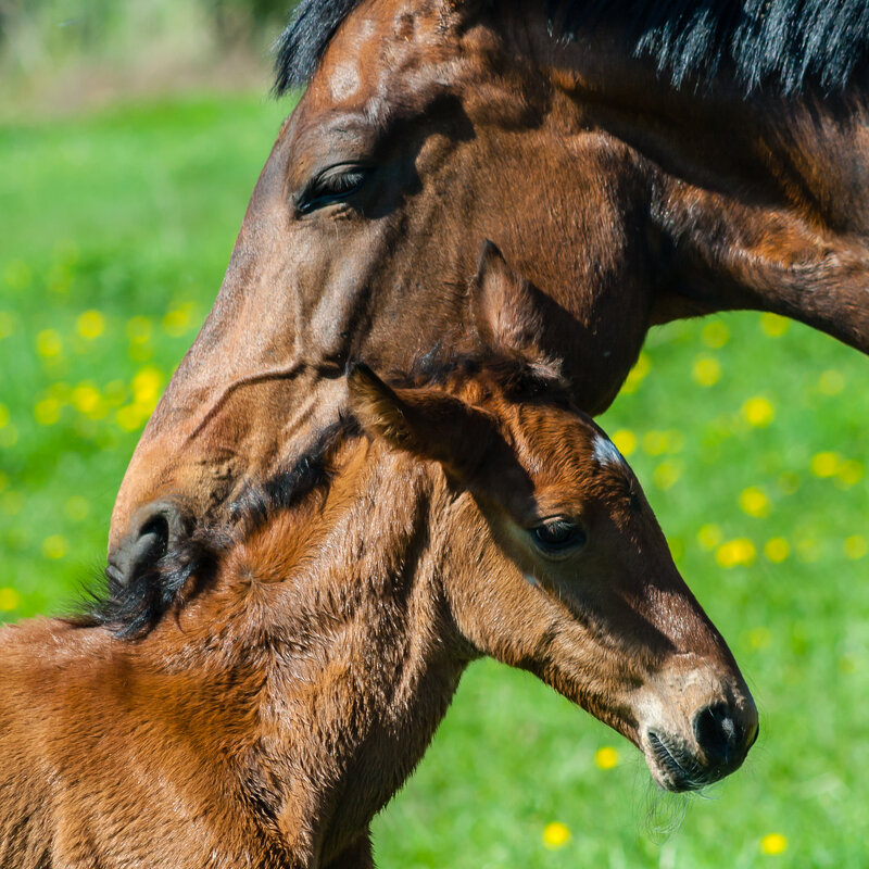 Материнская нежность. - Игорь Викторов Материнская нежность. - Игорь Викторов