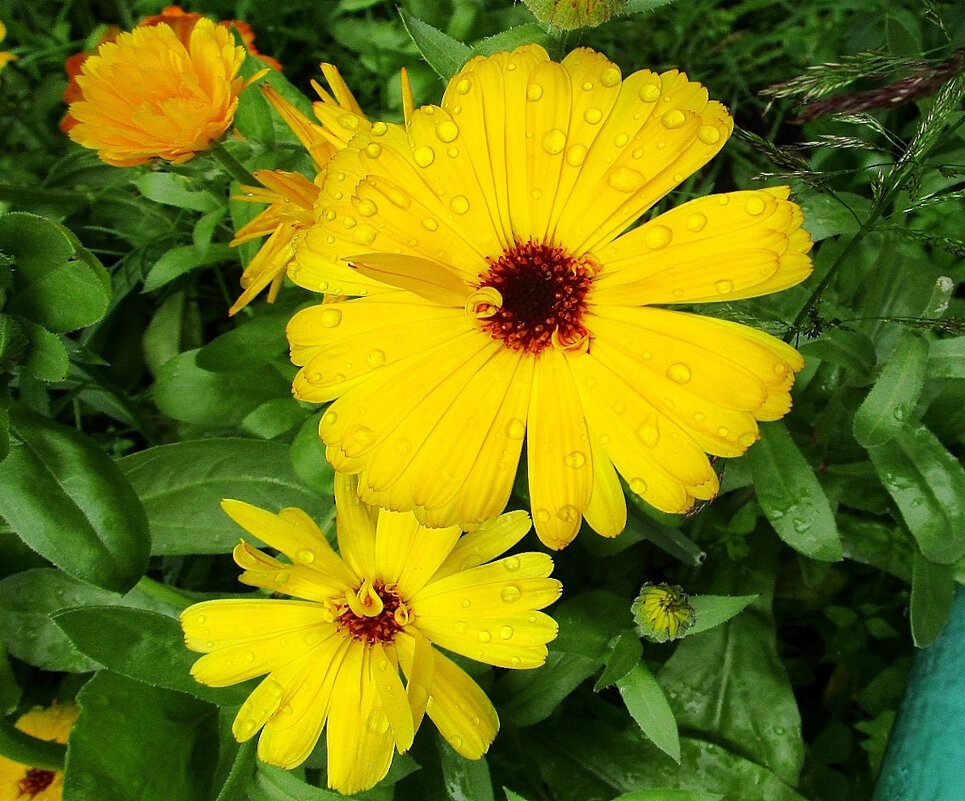 Календула в саду. - Ольга Довженко