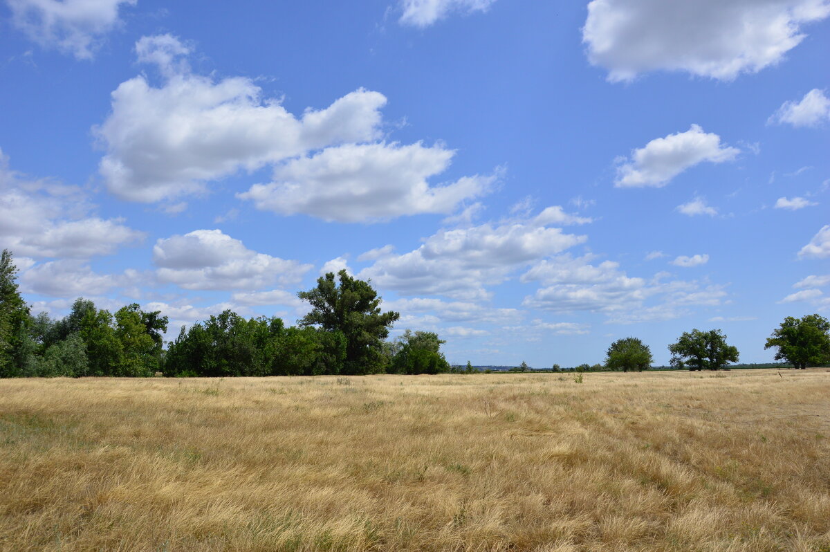 Лето в степи. - Виктор 