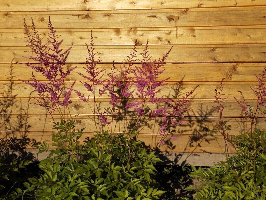 метёлки - Сергей Лындин