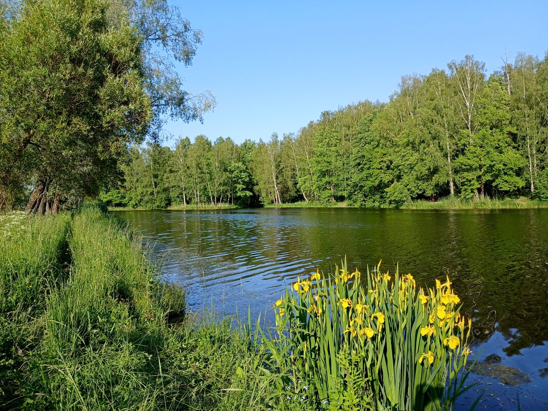 Июньский пейзаж. - Лия ☼ Июньский пейзаж. - Лия ☼