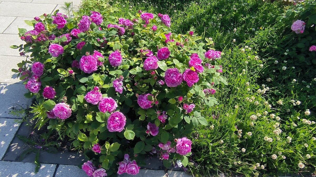 Июль в ярких красках. - Ольга Июль в ярких красках. - Ольга