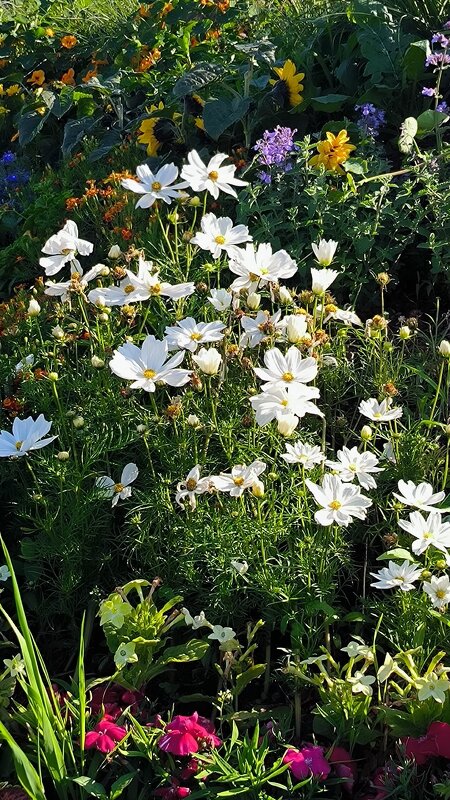 Все краски лета. - Ольга 