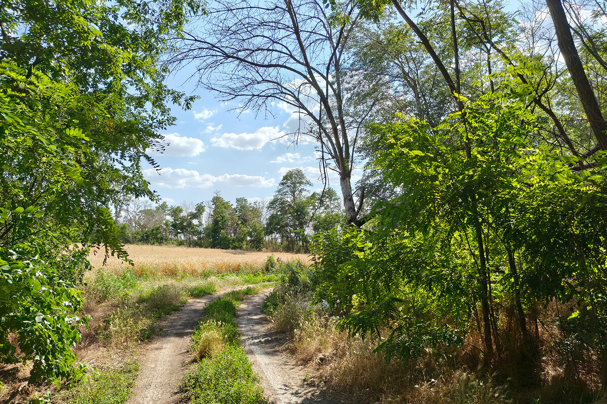 Летний пейзаж - Валерий Ткаченко