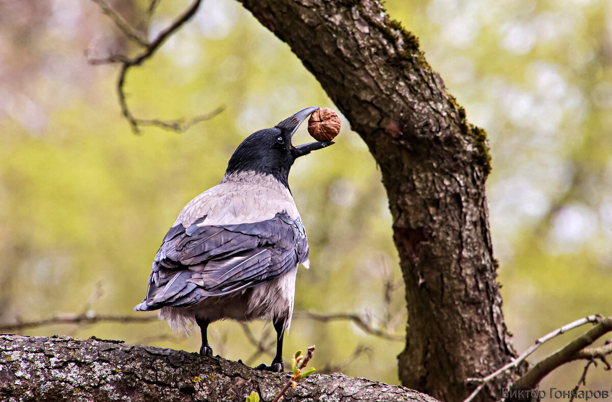ворона и орех - Laryan1 