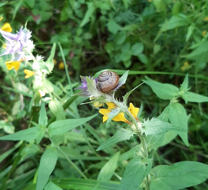 В лесу - Наталья Герасимова