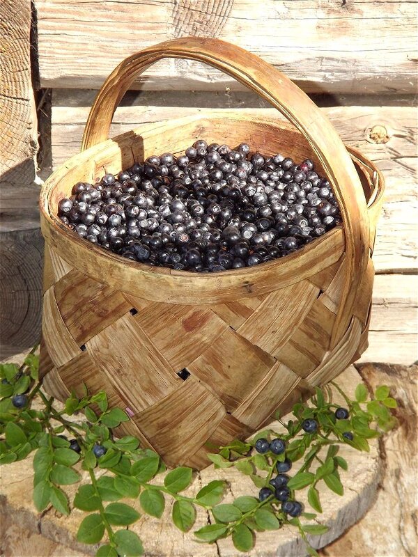 Ягодное лето! - Нина Андронова