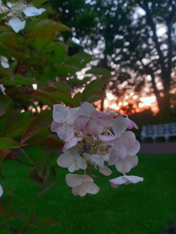 Гортензия - Сапсан 