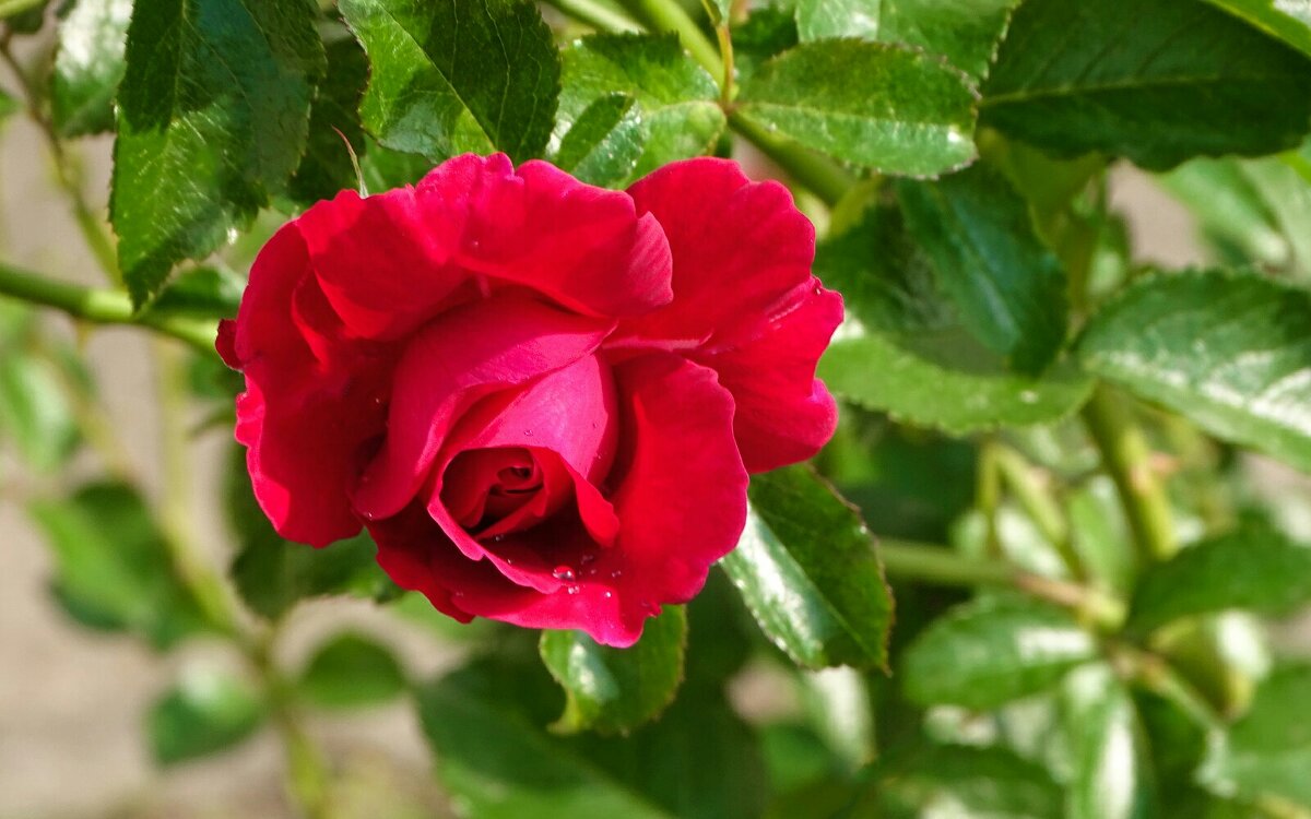 Лето и цветы. - Милешкин Владимир Алексеевич 