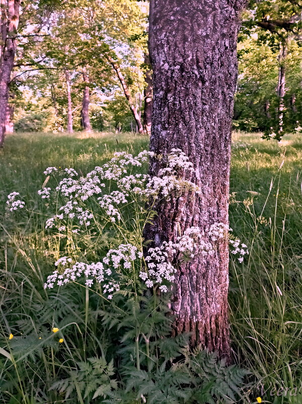 В парке - Veera V