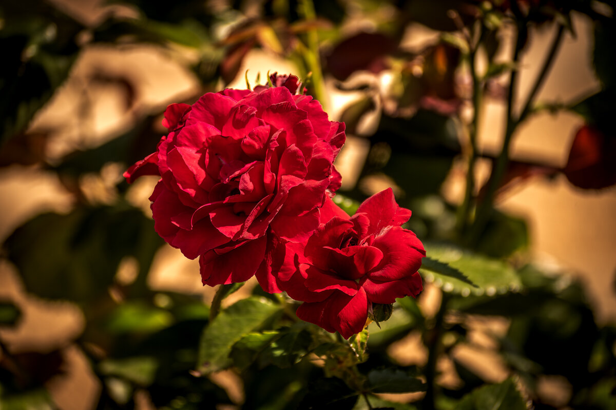 Розы - Игорь Сикорский