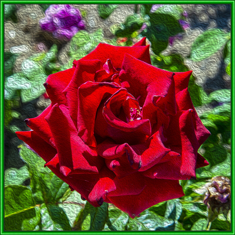 Роза - Анатолий Чикчирный