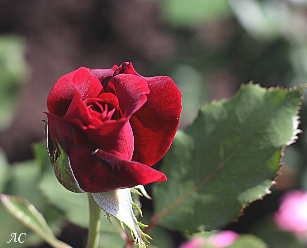 Вновь розы! - Любовь Сахарова