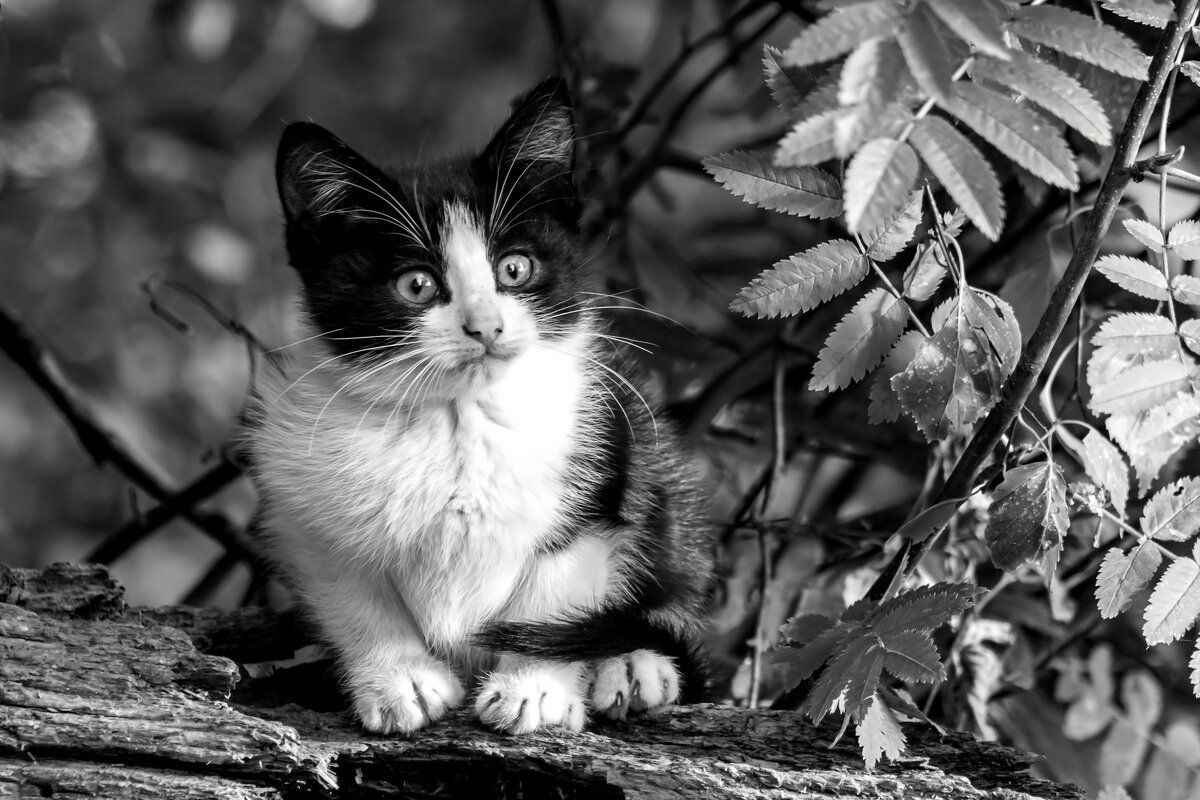 Первая в жизни фотосессия. - Игорь Викторов