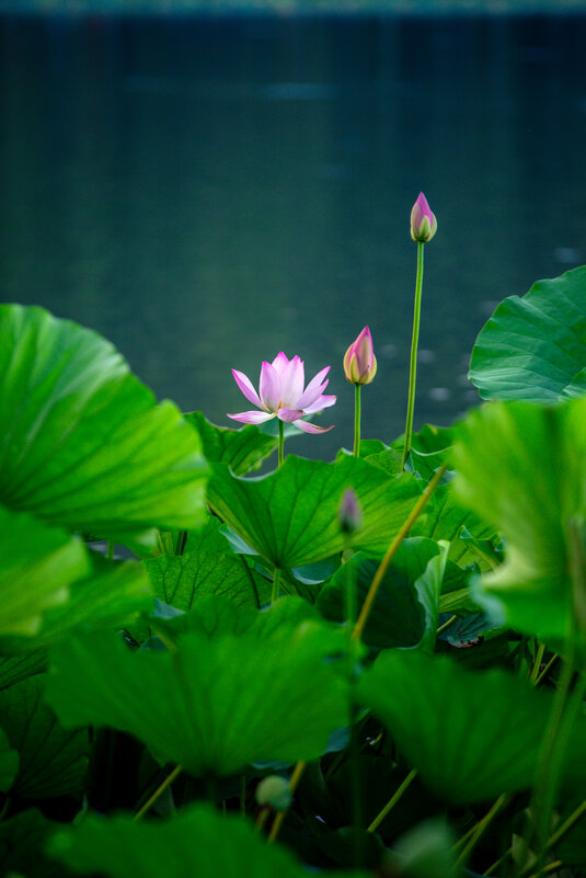 Лотосы в парке - Дмитрий 