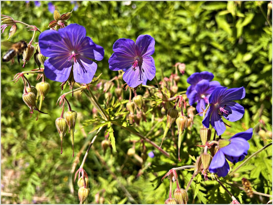 Герань луговая. - Валерия Комова