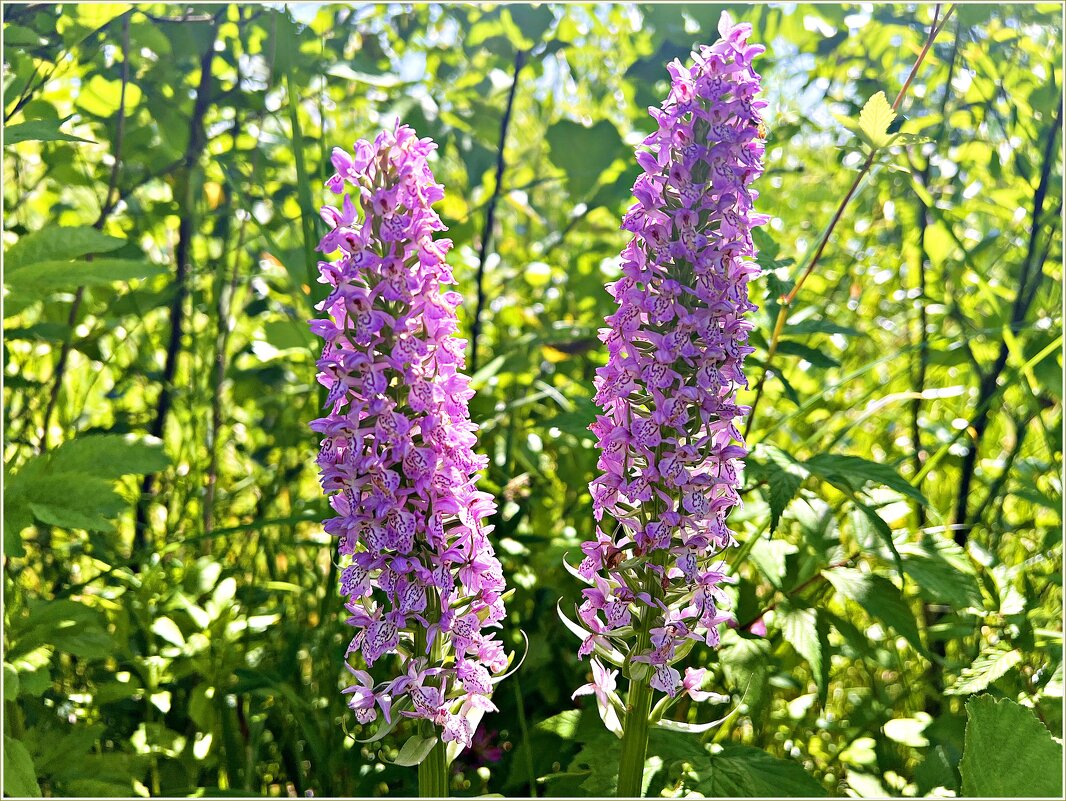 Полевые цветы. Ятрышник. - Валерия Комова Полевые цветы. Ятрышник. - Валерия Комова