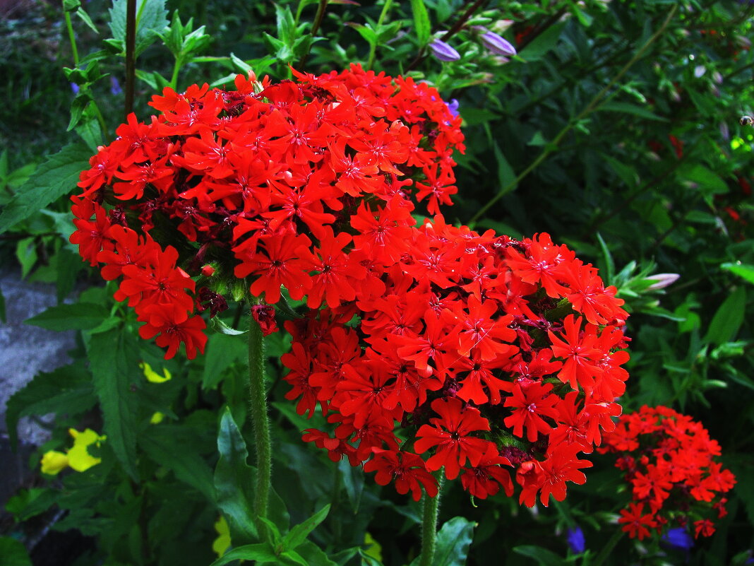 Яркая красота - Людмила Смородинская