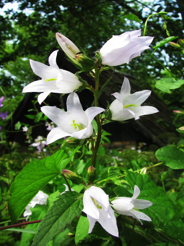 Нежные звоночки - Людмила Смородинская