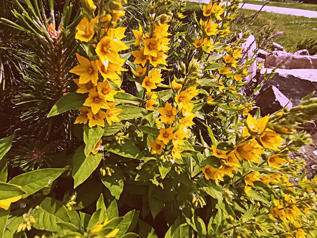 Цветы. - Владимир Драгунский