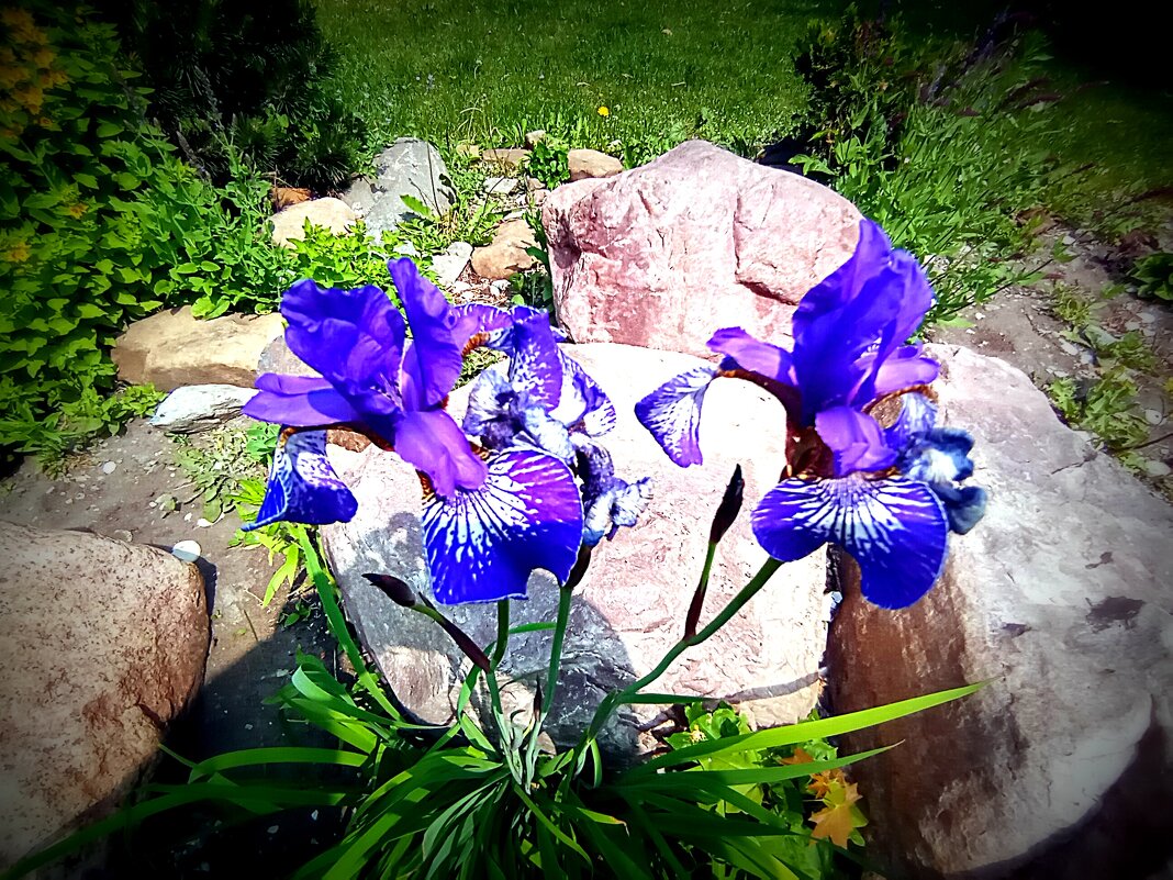 Цветы. - Владимир Драгунский