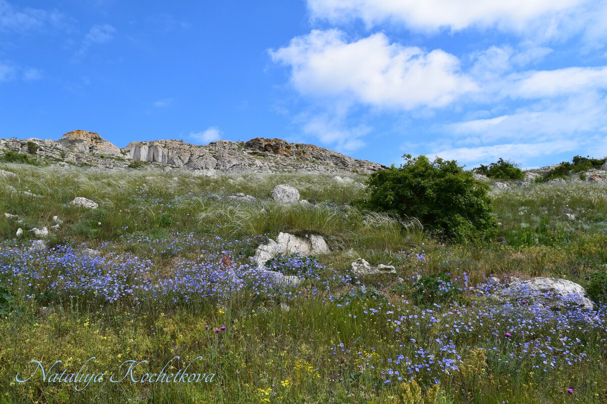 Природа Крыма - Amazing Cosmea