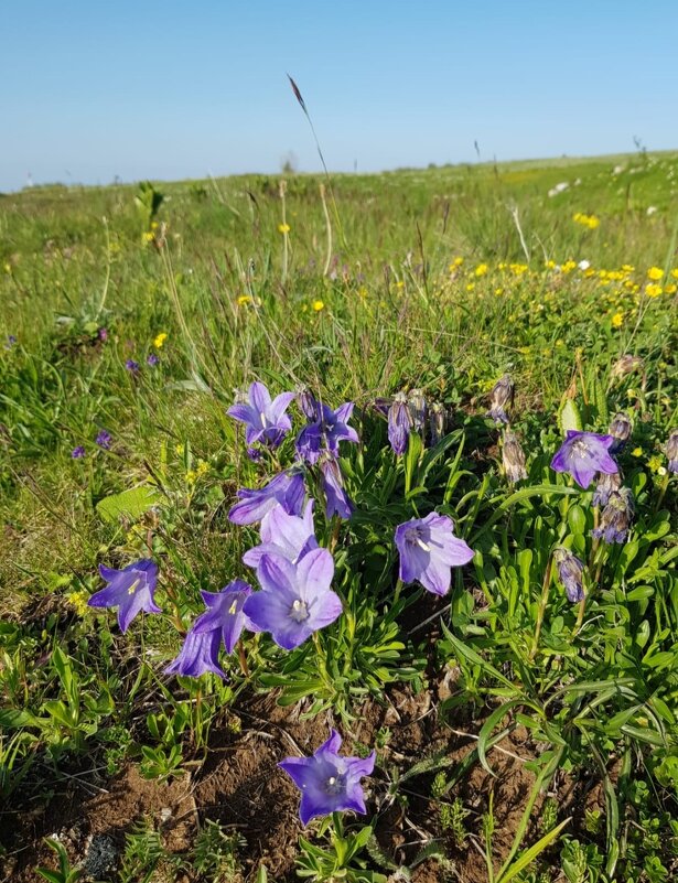 АЛЬПИЙСКИЕ ЛУГА ЛАГОНАКИ - Tata Wolf