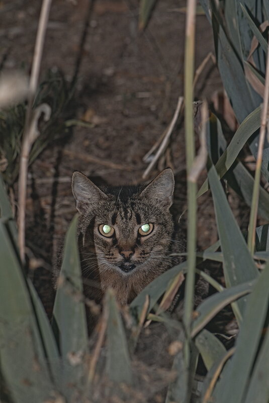 В засаде ... - Giant Tao /