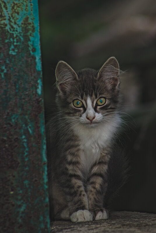 Здравствуй мама,я пришел... - Giant Tao / Здравствуй мама,я пришел... - Giant Tao /