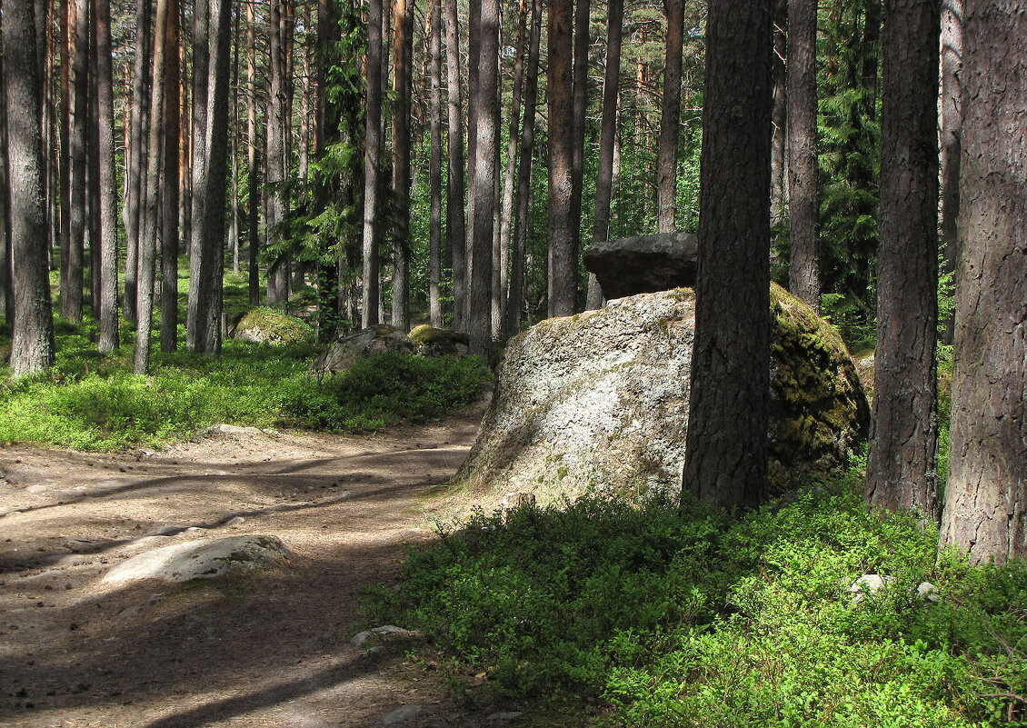 Лесной пейзаж - Александр Ильчевский 