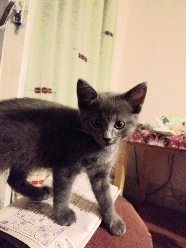 первые дни в доме... - Галина Флора