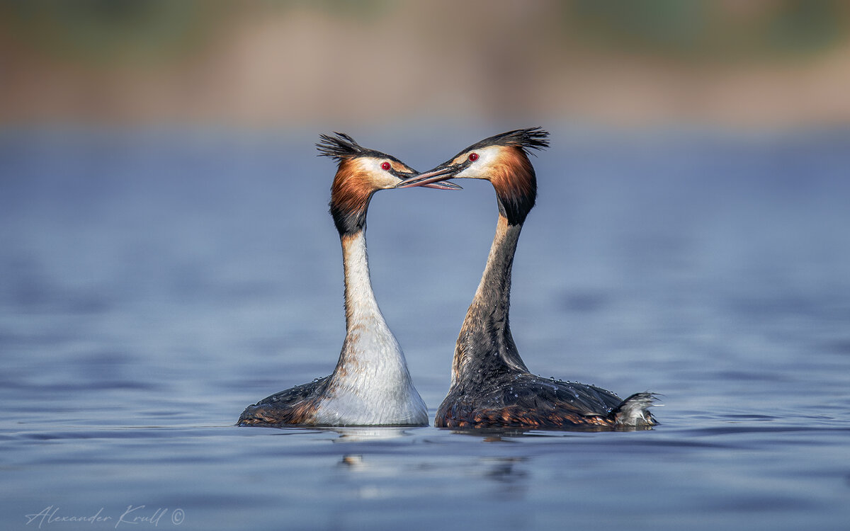 Грация любви - Александр К.