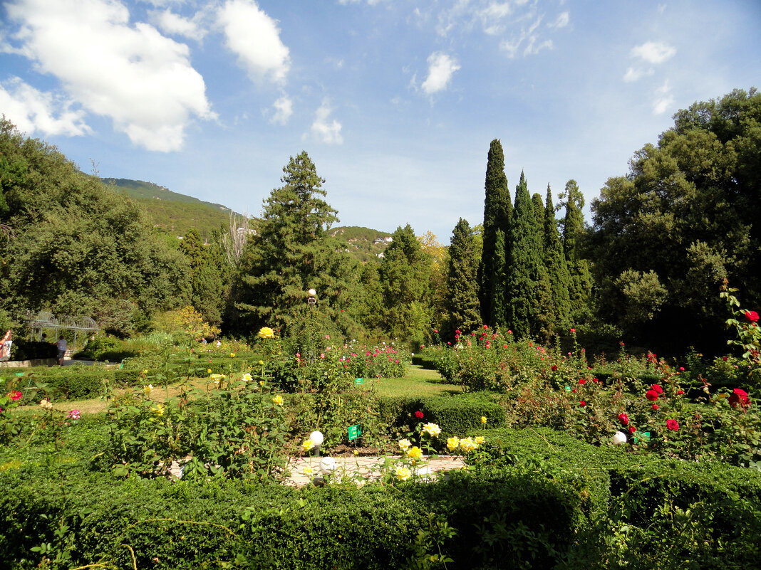 Розарий Никитского ботанического сада - Ольга Розарий Никитского ботанического сада - Ольга