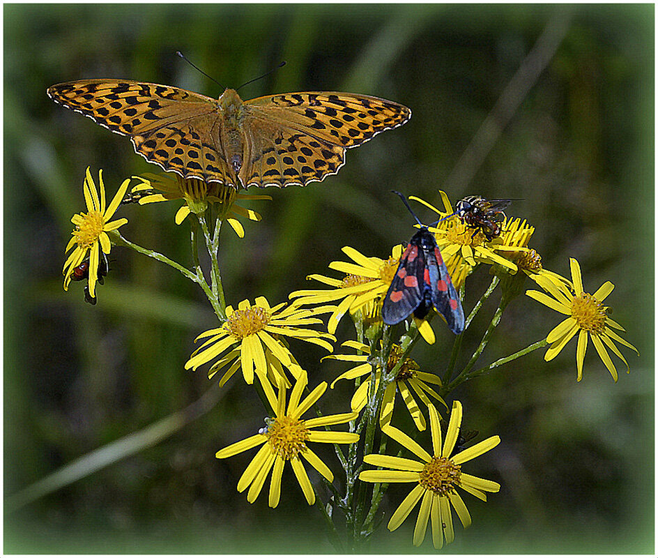 Успеть насладится... - Aleksandr Gal