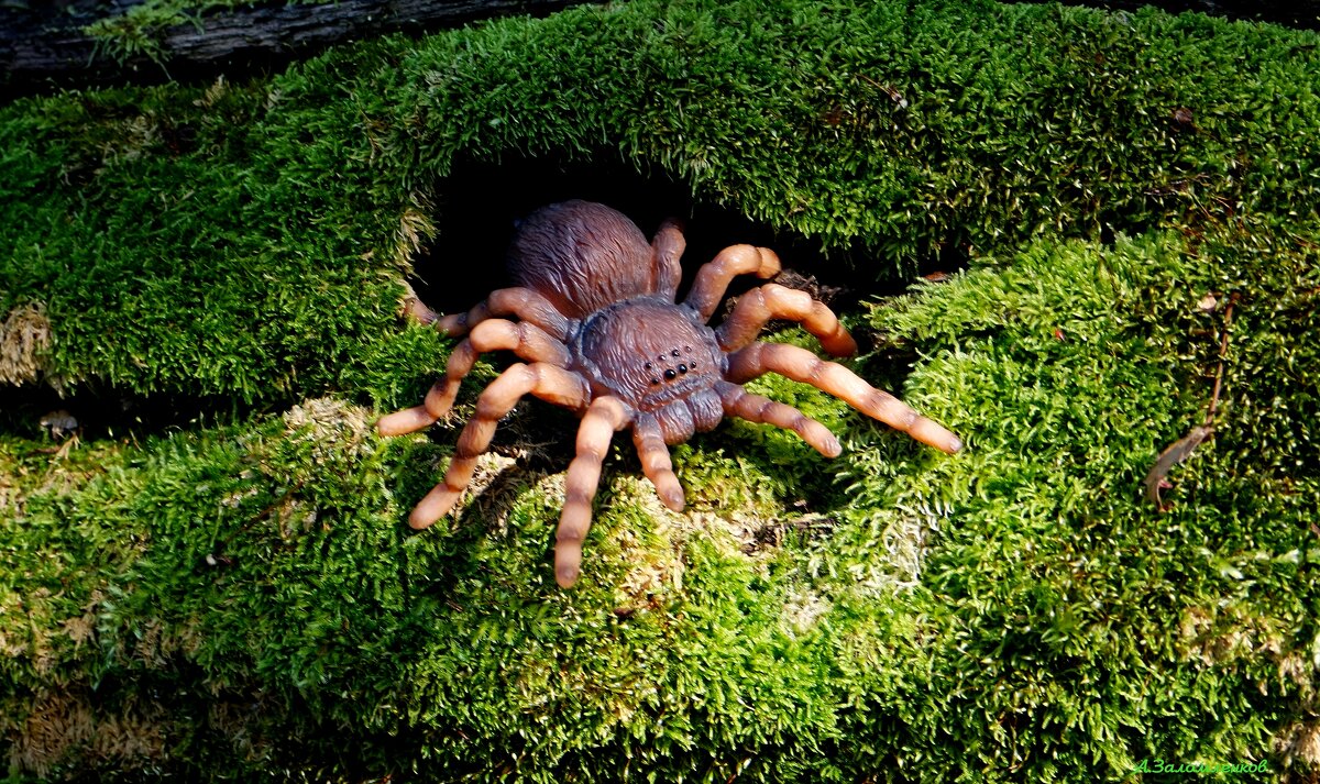 Лес всегда полон неожиданностей...:-) - Андрей Заломленков