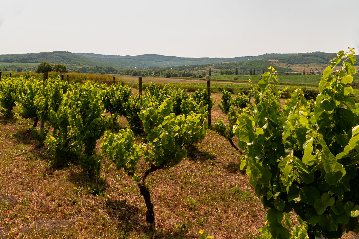 В полдень в июле... - Светлана Фокша