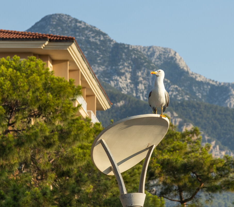 Высоко сижу, далеко смотрю. - Yuri Chudnovetz