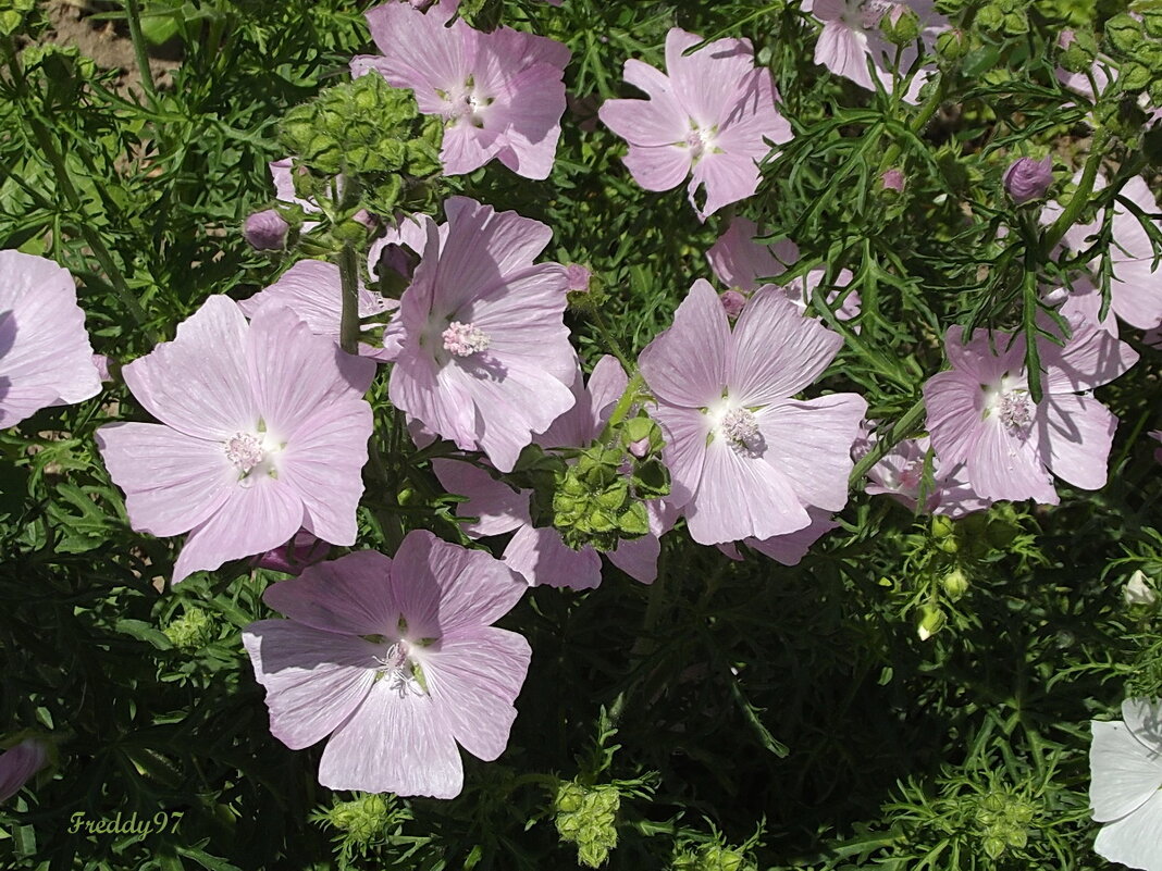 Мускусная мальва - Freddy 97 Мускусная мальва - Freddy 97