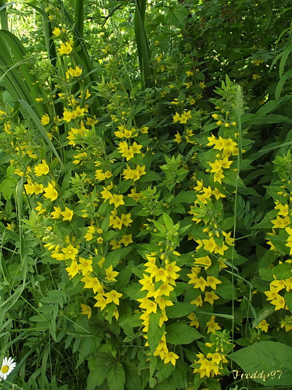 Вербейник - Freddy 97