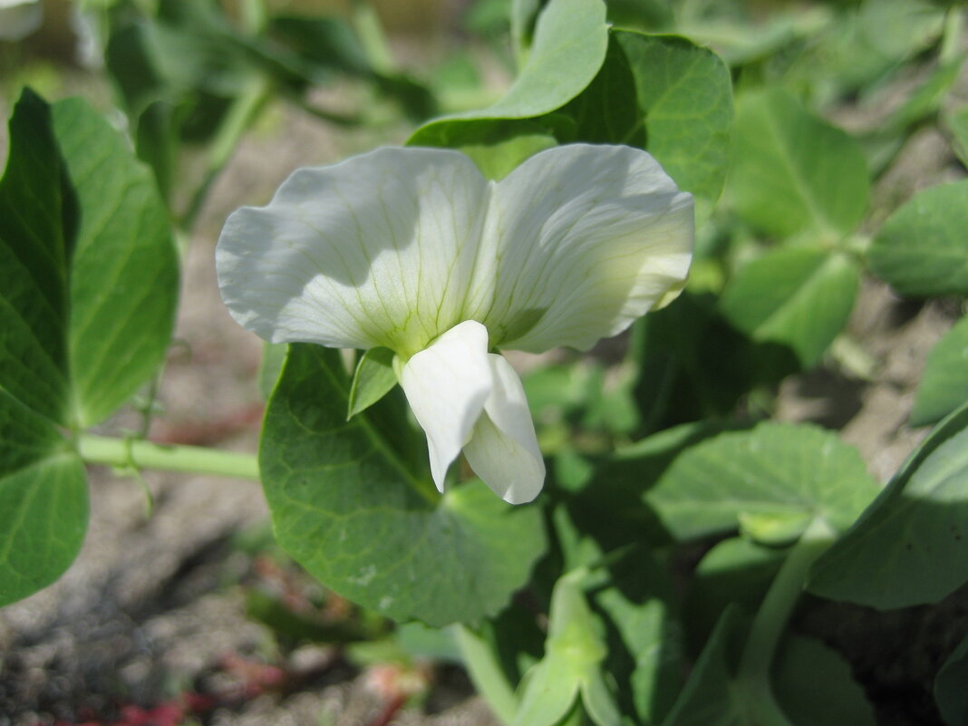 Горох - Anna Ivanova