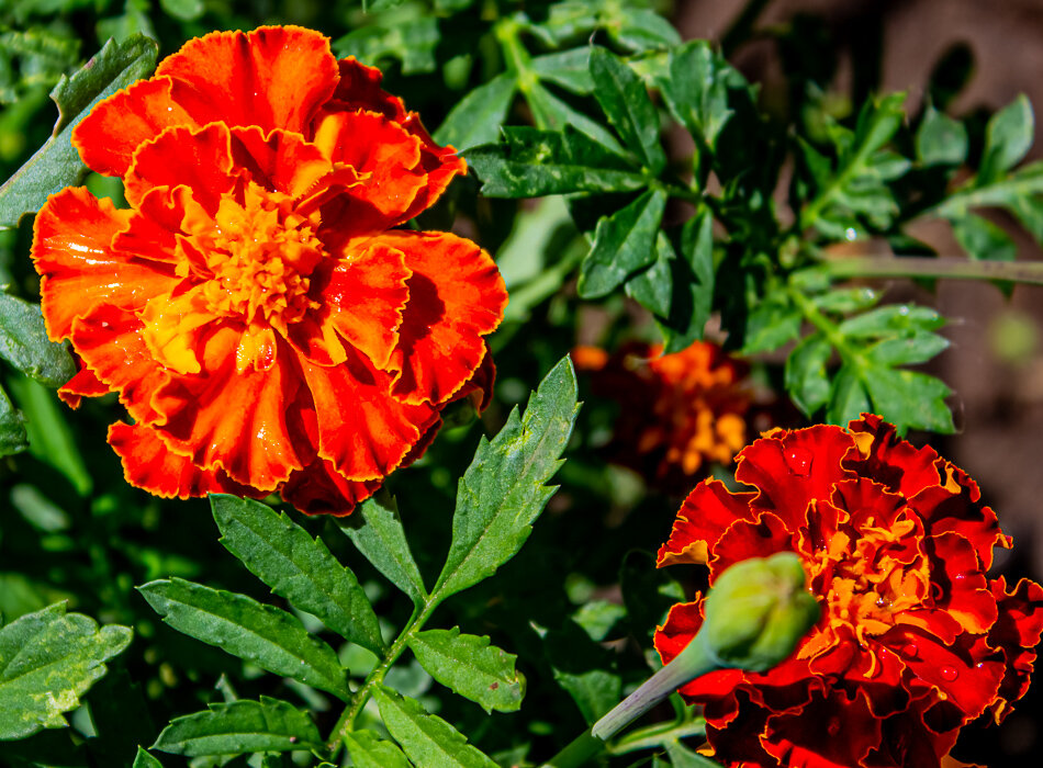 Бархатцы - Светлана SvetNika17