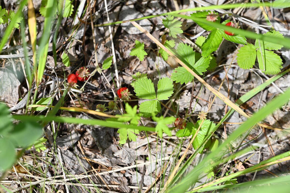 Земляника - Ольга 