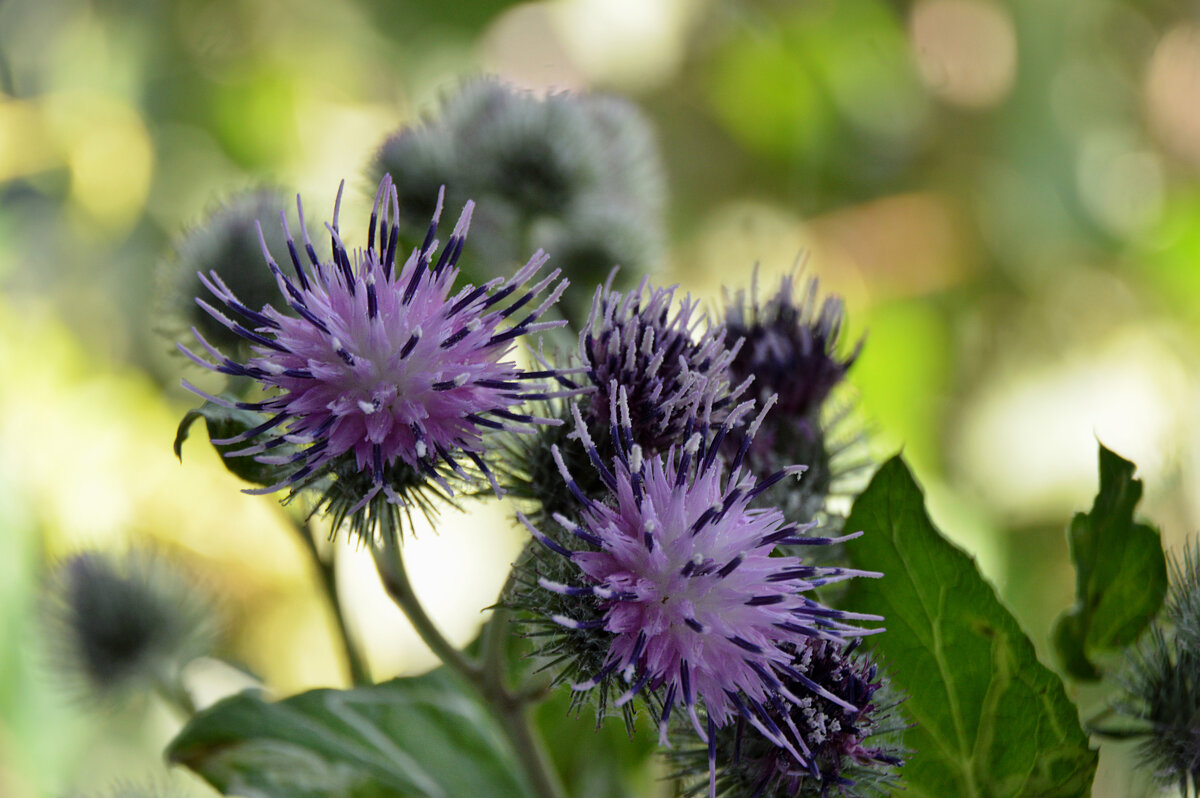 Репейник - Надежда Куркина 