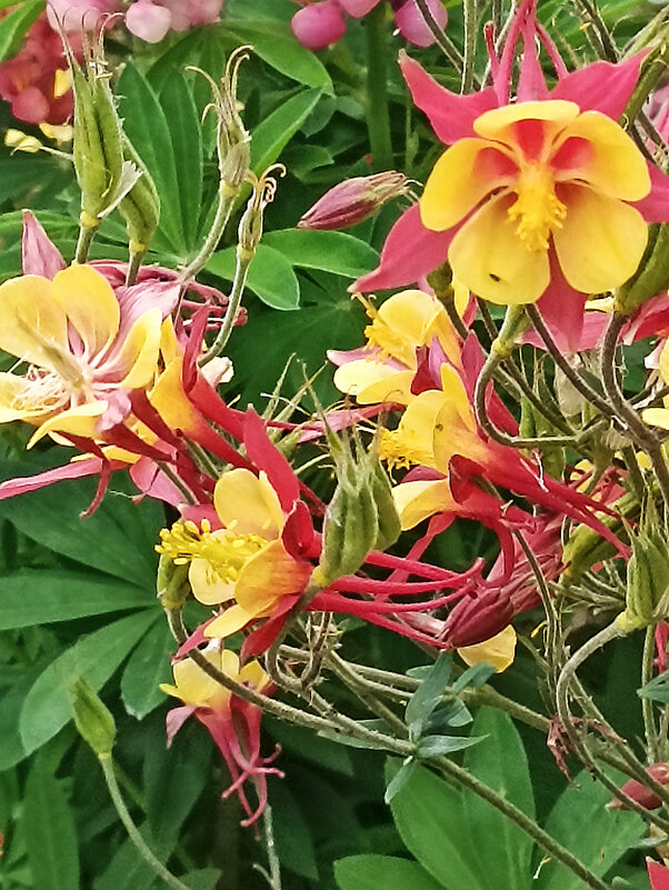 Городские цветы. Красочный водосбор. - Лилия *