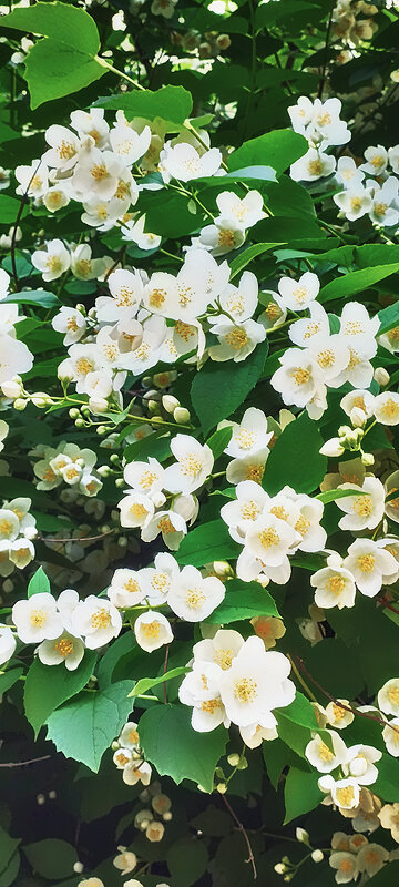 Цветущий жасмин. - Лилия *