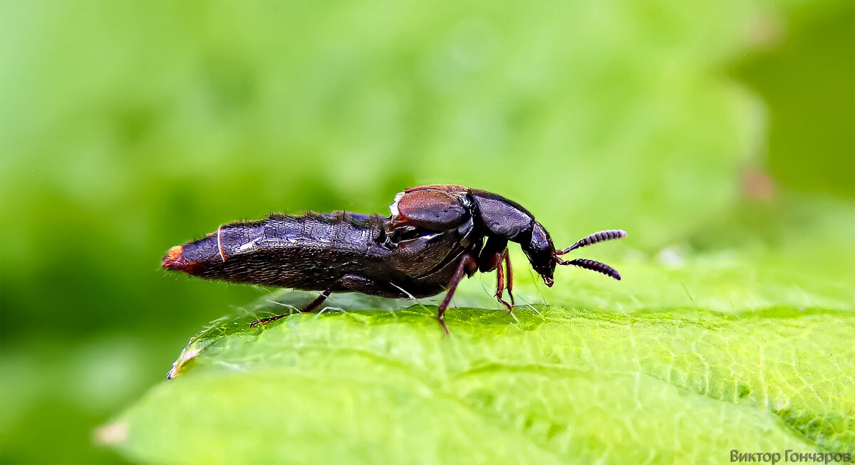 Ocypus olens - Laryan1 Ocypus olens - Laryan1
