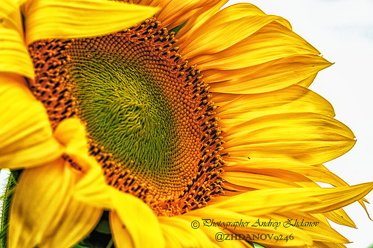 Подсолнух - Андрей Жданов Подсолнух - Андрей Жданов