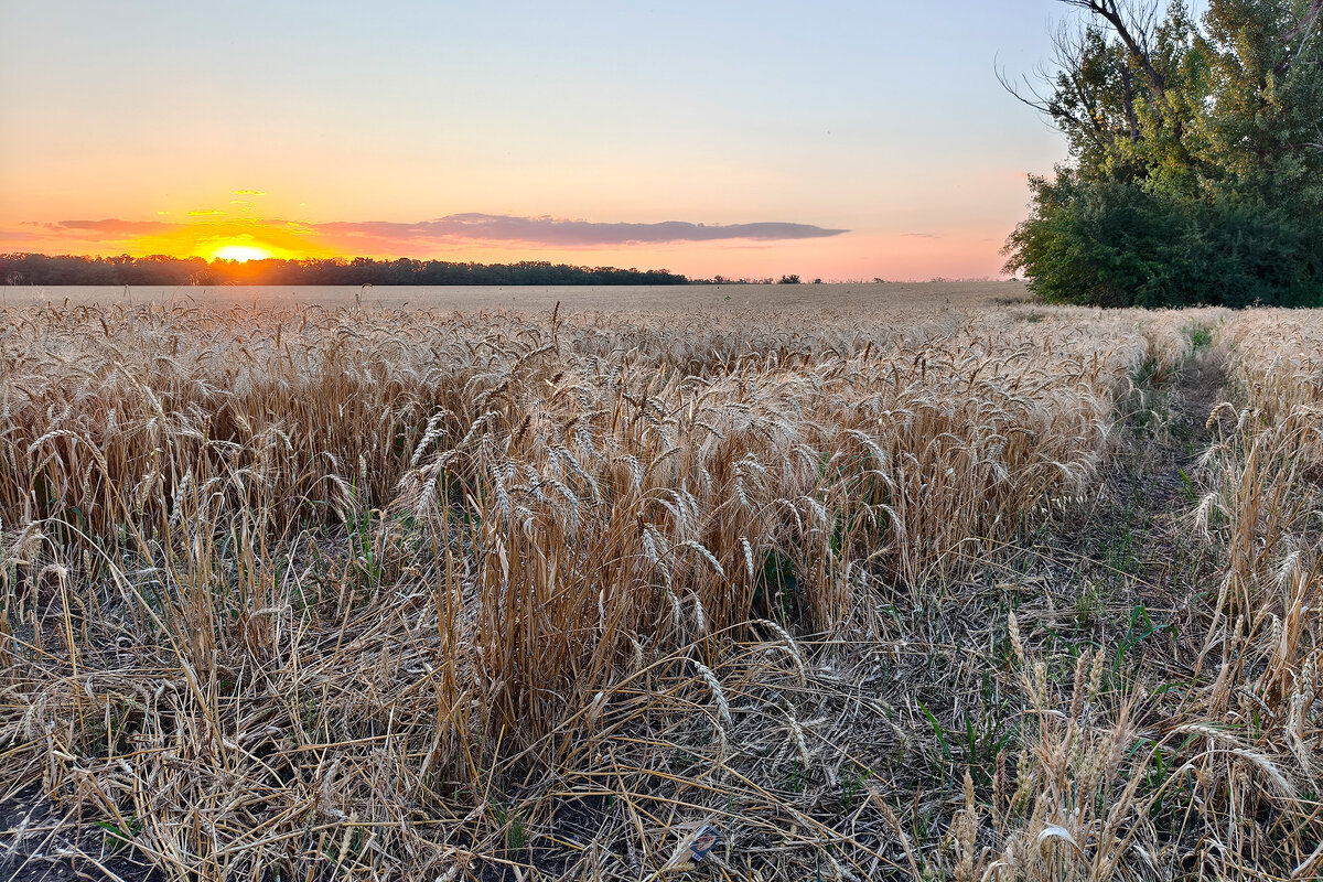 Созрела пшеница - Валерий Ткаченко